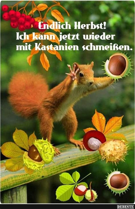 lustig herbst bilder für whatsapp|90.000+ kostenlose Herbst und Natur.